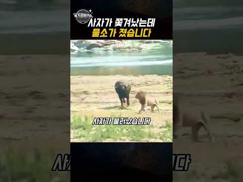 사자가 쫓겨났는데 이 싸움, 물소가 졌습니다