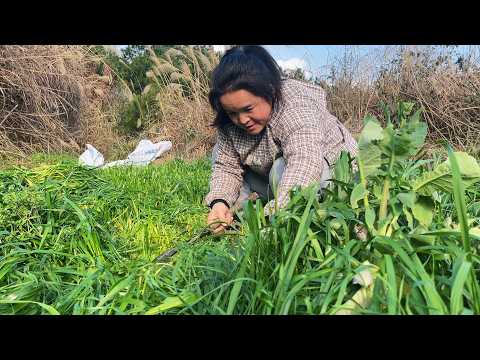 苗大姐割草喂牛犊，带孩子一起干活，甩也帅不掉