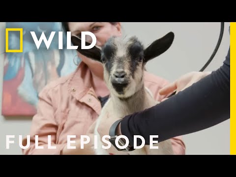 Spunky Little Goat (Full Episode) | Heartland Docs, DVM