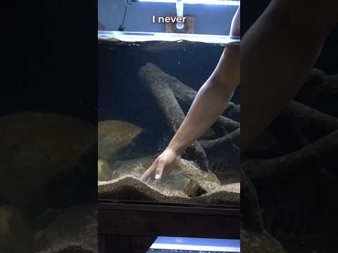 I Don't Clean My Fish Tank Substrate