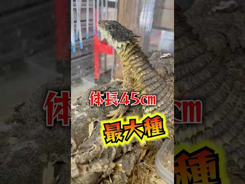 1匹100万円以上する鎧を纏うドラゴンがカッコ良すぎる...!! #爬虫類 #reptiles #モンハン