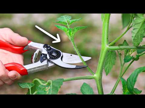 How to Prune Tomato Plants the BEST WAY