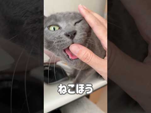 甘え方が独特すぎる猫w #shorts