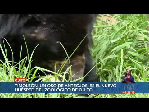 Un oso de anteojos llamado Timoleón es el nuevo huésped del zoológico de Guayllabamba