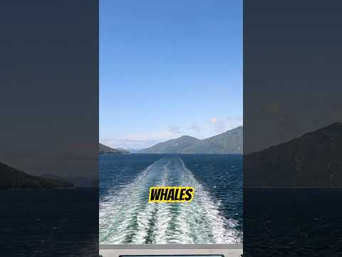 Canada’s Inside Passage #canadatour #canadawildlife