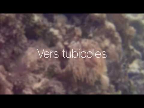 Vers tubicoles