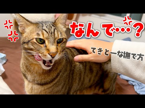 猫の動画サムネイル - 愛が重すぎるメンヘラ猫を”雑”に撫でたら、露骨に機嫌が悪くなってしまいましたwww