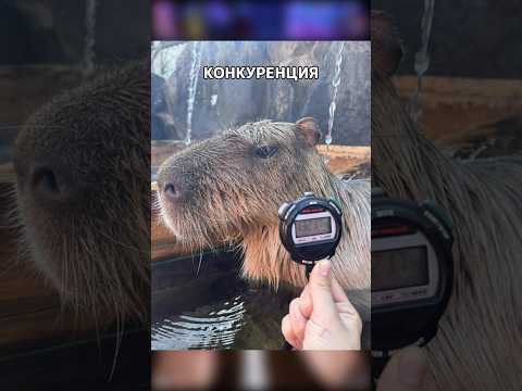 Чемпионат КАПИБАР по зачиллу #япония #shorts #шортс