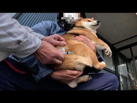 犬の動画サムネイル - 【2025狂犬病予防注射】痛がりなモモさんとクールなココさんのドタバタ狂犬病予防接種💉