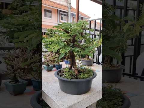 Bonsai