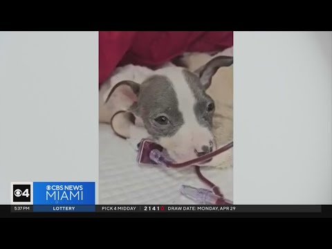IHeart Animal Rescue helping unwanted, abused dogs