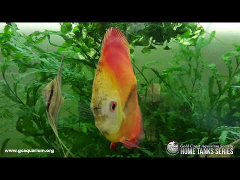 HOME TANK SERIES  VIDEO #3 G.C.A.S. Home Tank Series Video #3
Here is Jerry's Fish Room Home video