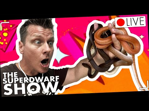 Cohabbing African House Snakes?!! Connect with Reach Out Reptiles on Social Media_
Patreon - https_//www.patreon.com/ReachOutReptiles
