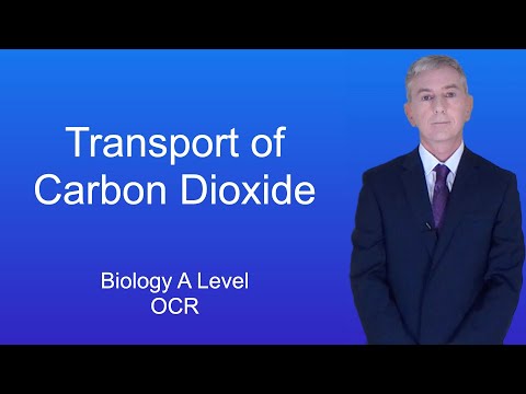 A Level Biology Revision “Transport of Carbon Dioxide (OCR)”