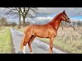 Cheval de dressage Very talented 3years old stallion by Escamillo
