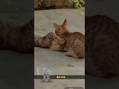 Shaky🐱sister's love💓😁 #catlife#catphotography#catfighting#cutie#catcutie#catlittlebaby#littlebabies😍