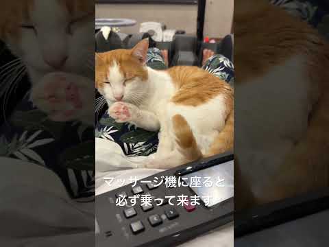 甘えん坊の玉吉