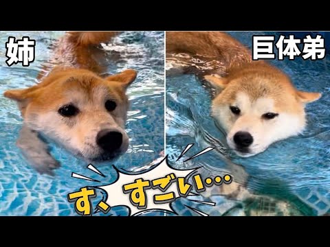 躊躇していた柴犬たちがプールでガンガン泳ぎ出したのでめちゃめちゃ褒め称えました!