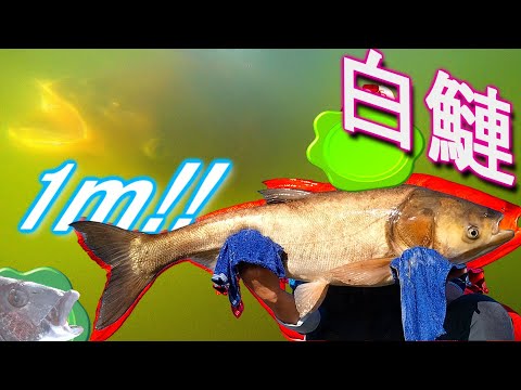 【1m越え】年に一度は釣りたい!　VSハクレン パワーファイト!!【手賀沼 大魚】