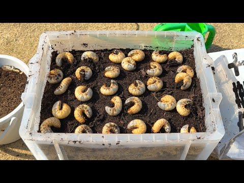 カブトムシの幼虫が成虫になる様に、飼育ケースを作ってみた。