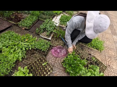 Đà Lạt, Xử lý đất và trồng rau.