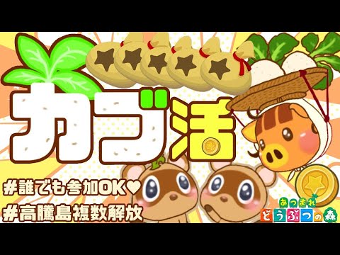 【あつ森】600ベル以上複数解放｜カブ活高騰島｜ライブ【あつまれどうぶつの森】