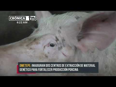 Inauguran dos centros de extracción de material genético porcino en Ometepe,Nicaragua