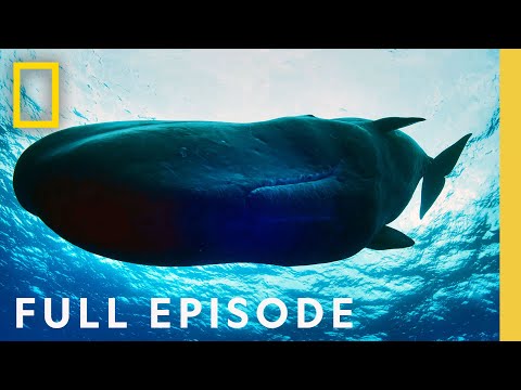 OceanXplorers: Giants of the Deep with James Cameron (Full Episode) | National Geographic