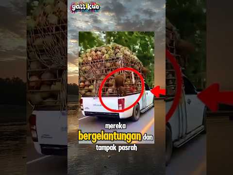 ngakak kali, 4 ekor beruk ingin mencuri kelapa#kucinglucu#short#meme