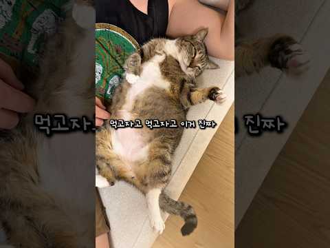 콧방귀 뀌는 고양이
