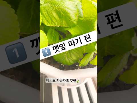 아파트에서 깻잎 자급자족 🍃 크기는 작아도 행복은 크게!!! 오늘은 깻잎전 도전 😊