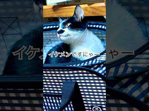 AIに作ってもらった動画#shots #モフ猫 #子ネコ #cat #秋の花?#お散歩 #昆虫 、