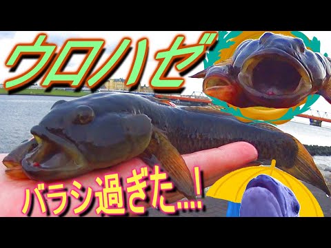 【ウロハゼは】季節の変化に対応できず !踏んだり蹴ったりな穴釣りハゼ!!【最長寸】