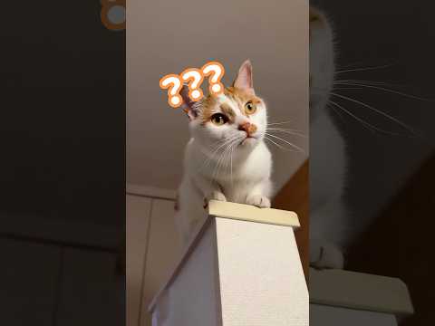 猫の動画サムネイル - ママの言葉に首をかしげる猫トロしゃんが可愛い！ #shorts