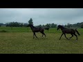 Dressage horse Zwarte jaarling hengst Fontaine TN x Jazz x Havidoff