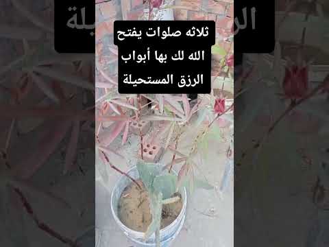 ثلاثه صلوات يفتح الله لك بها أبواب الرزق المستحيلة #قراقيش_فود #اكسبلور