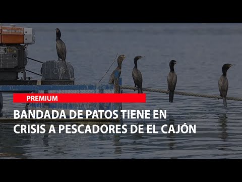 Bandada de patos tiene en crisis a pescadores de El Cajón