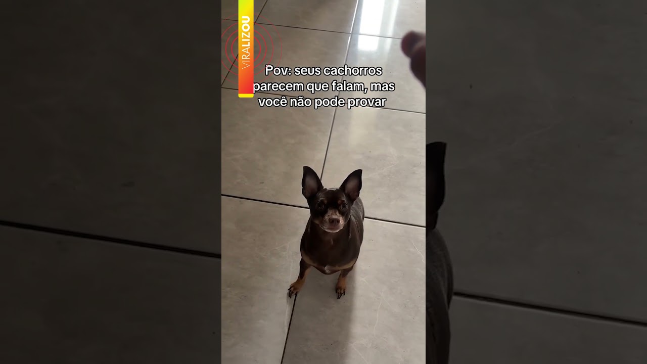Dono mostra cão interagindo e diverte com reações inesperadas