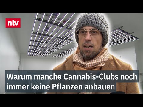 Warum Cannabis-Clubs noch immer keine Pflanzen anbauen - Legalisierung zum Trotz  | ntv