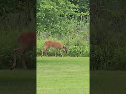 Whitetail or Virginia Deer-New Animal