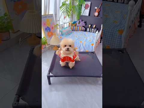 Cute dog. #shortsshorts #viralshort #viralvideo #funydog1010 #poodle #cutepuppy  #usadogs #funny