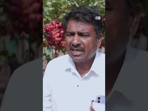 भारत के किसानों का माल पहुंचा यूरोप के बाजारों में [Struggling farmers find hope in co-operative]