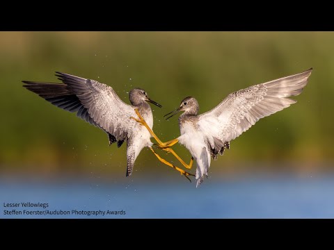 Indigenous Leaders Working to Protect Ancestral Land | Bird Migration Celebration Tour: Montreal, QC