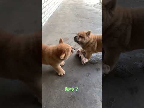 Shall we eat together??? #kingcharles #dog #animals