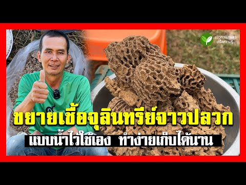 ขยายเชื้อจุลินทรีย์จาวปลวกแบบน