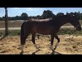 Dressuurpaard Knap 2,5 jarig zwart-bruin dressuurpaard
