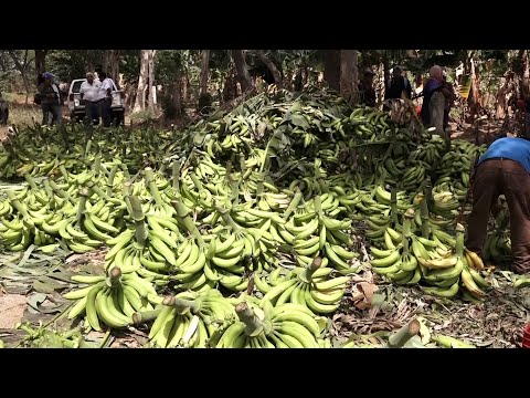 Nicaragua realiza simulacro para prevenir plagas en plátanos y bananos