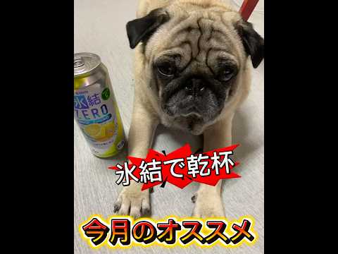 秋の夜長はこれいいじゃん #パグ #pug #秋 #乾杯 #うましら〜