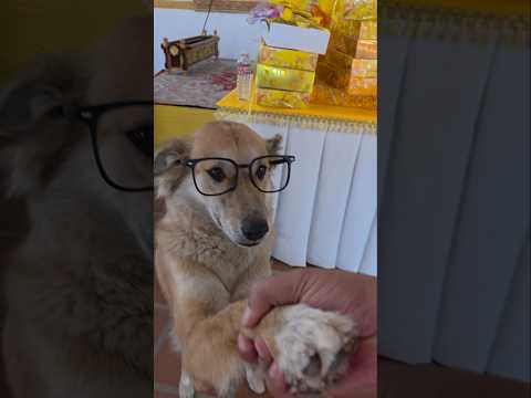 Polly She like Sunglasses 🤩🤩🤩🤩🤩🤩 #dog #petcenter #goldenretriever #petcareprovider #animalowner