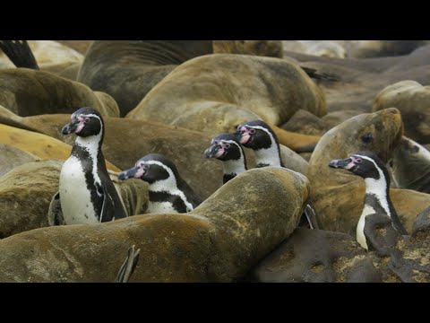 Penguins Crowd Surf Over Hundreds of Sea Lions | 4K UHD | Seven Worlds One Planet | BBC Earth